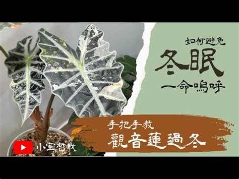 觀音蓮澆水|觀音蓮怎麼澆水？